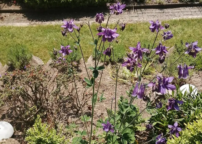 Ilmenaublick Mit Zugang Zum Fluss * Bienenbuettel
